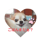 かちゅ時々ぎんちゃんとたろう（個別スタンプ：4）