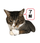 柚子＆紅葉（個別スタンプ：3）