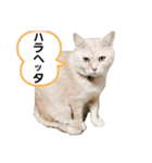 柚子＆紅葉（個別スタンプ：10）