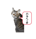 柚子＆紅葉（個別スタンプ：11）