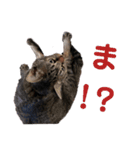 JK語の猫スタンプ[ぽてと＆タピオカ]（個別スタンプ：1）