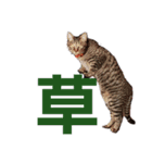 JK語の猫スタンプ[ぽてと＆タピオカ]（個別スタンプ：2）