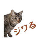 JK語の猫スタンプ[ぽてと＆タピオカ]（個別スタンプ：4）