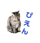 JK語の猫スタンプ[ぽてと＆タピオカ]（個別スタンプ：7）