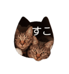 JK語の猫スタンプ[ぽてと＆タピオカ]（個別スタンプ：16）