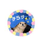 ☆ニコの仲間たち☆（個別スタンプ：1）