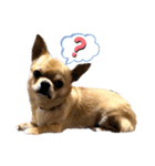 ☆ニコの仲間たち☆（個別スタンプ：2）