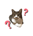 にゃんにゃんず1（個別スタンプ：1）