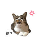 にゃんにゃんず1（個別スタンプ：2）