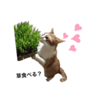 にゃんにゃんず1（個別スタンプ：3）