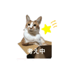 にゃんにゃんず1（個別スタンプ：8）