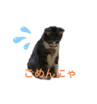 にゃんにゃんず1（個別スタンプ：9）