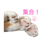 にゃんにゃんず1（個別スタンプ：10）