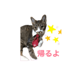 にゃんにゃんず1（個別スタンプ：11）
