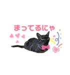 にゃんにゃんず1（個別スタンプ：16）