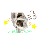 にゃんにゃんず1（個別スタンプ：17）