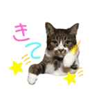 にゃんにゃんず1（個別スタンプ：24）