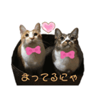 にゃんにゃんず1（個別スタンプ：26）