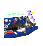 にゃんにゃんず1（個別スタンプ：34）