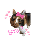 にゃんにゃんず1（個別スタンプ：35）