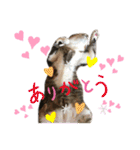 にゃんにゃんず1（個別スタンプ：38）