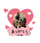 ドレミなアミーゴ（個別スタンプ：5）
