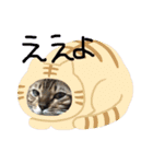 ドレミなアミーゴ（個別スタンプ：6）