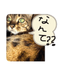ドレミなアミーゴ（個別スタンプ：9）