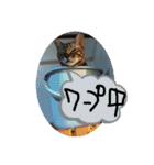 ドレミなアミーゴ（個別スタンプ：15）