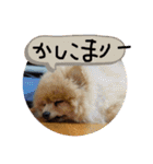 ドレミなアミーゴ（個別スタンプ：18）