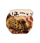 ドレミなアミーゴ（個別スタンプ：19）