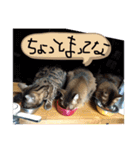 ドレミなアミーゴ（個別スタンプ：22）