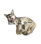 猫のバロンすたんぷ（個別スタンプ：2）