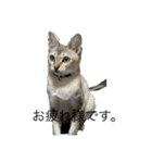 猫のバロンすたんぷ（個別スタンプ：4）