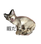 猫のバロンすたんぷ（個別スタンプ：5）