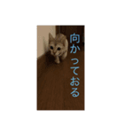 猫のバロンすたんぷ（個別スタンプ：6）