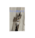 猫のバロンすたんぷ（個別スタンプ：7）