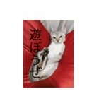 猫のバロンすたんぷ（個別スタンプ：8）
