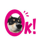 黒柴犬の写真スタンプ日常編（個別スタンプ：1）