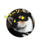 黒柴犬の写真スタンプ日常編（個別スタンプ：4）