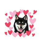 黒柴犬の写真スタンプ日常編（個別スタンプ：5）