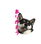 黒柴犬の写真スタンプ日常編（個別スタンプ：6）