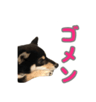 黒柴犬の写真スタンプ日常編（個別スタンプ：7）