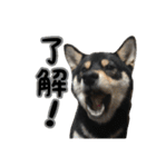 黒柴犬の写真スタンプ日常編（個別スタンプ：8）