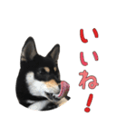 黒柴犬の写真スタンプ日常編（個別スタンプ：10）