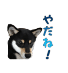 黒柴犬の写真スタンプ日常編（個別スタンプ：11）
