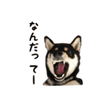 黒柴犬の写真スタンプ日常編（個別スタンプ：13）