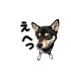 黒柴犬の写真スタンプ日常編（個別スタンプ：14）