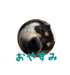 黒柴犬の写真スタンプ日常編（個別スタンプ：18）