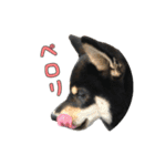 黒柴犬の写真スタンプ日常編（個別スタンプ：20）